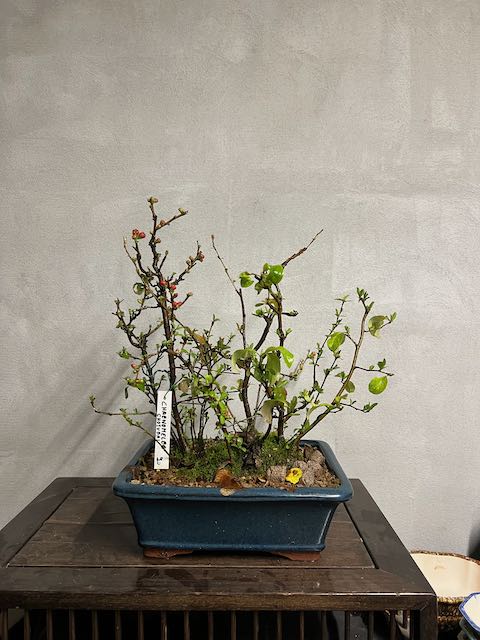 Bonsai di chaenomeles japonica giapponese - immagine 15