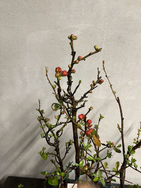 Bonsai di chaenomeles japonica giapponese - immagine 14