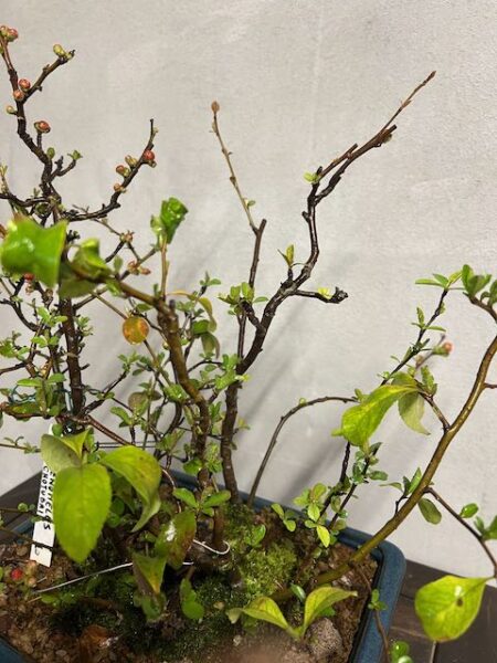 Bonsai di chaenomeles japonica giapponese - immagine 13