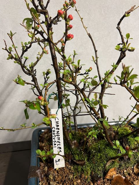 Bonsai di chaenomeles japonica giapponese - immagine 12