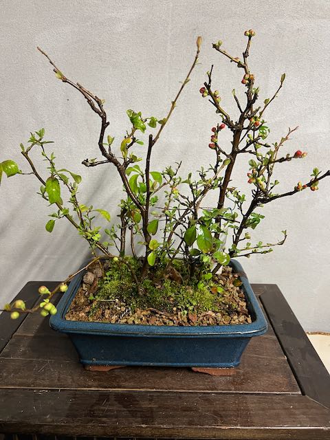 Bonsai di chaenomeles japonica giapponese - immagine 8