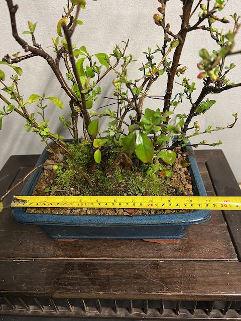 Bonsai di chaenomeles japonica giapponese - immagine 7