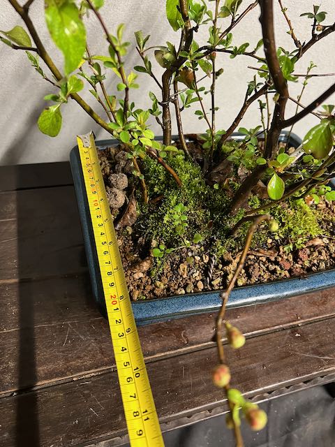 Bonsai di chaenomeles japonica giapponese - immagine 6
