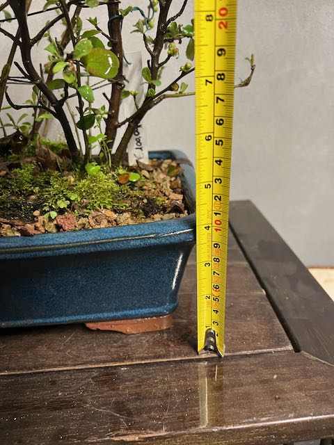 Bonsai di chaenomeles japonica giapponese - immagine 5