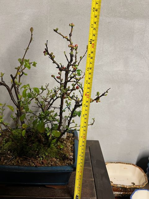 Bonsai di chaenomeles japonica giapponese - immagine 4