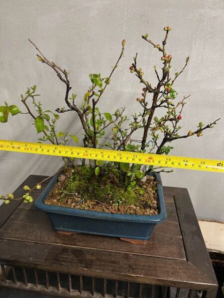 Bonsai di chaenomeles japonica giapponese - immagine 3