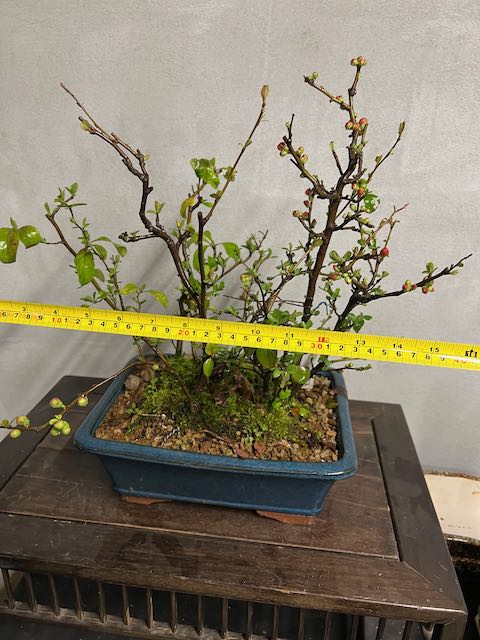 Bonsai di chaenomeles japonica giapponese - immagine 3
