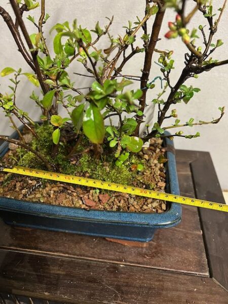 Bonsai di chaenomeles japonica giapponese - immagine 2