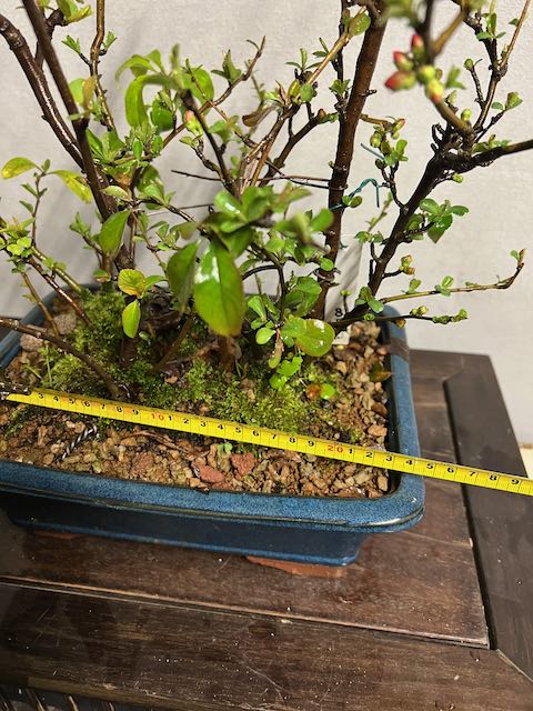 Bonsai di chaenomeles japonica giapponese - immagine 2