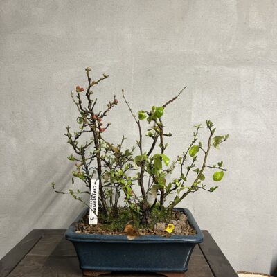 Bonsai di chaenomeles japonica giapponese