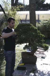 Lavorazione di un bonsai nel vivaio Paradise Bonsai