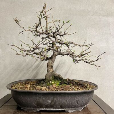 Bonsai di Prunus