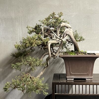 Ginepro Okaido yamadori giapponese