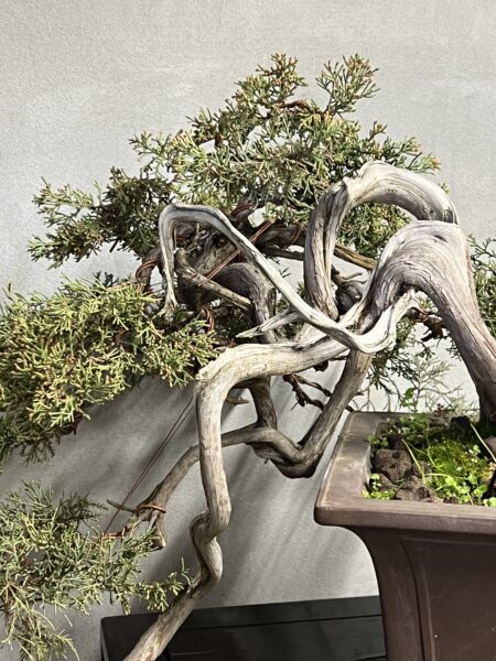 Ginepro Okaido yamadori giapponese - immagine 16