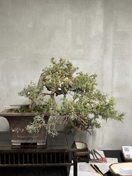 Ginepro Okaido yamadori giapponese - immagine 13