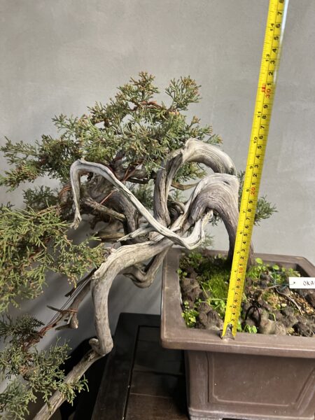 Ginepro Okaido yamadori giapponese - immagine 7