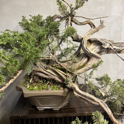 Ginepro Sabina yamadori Italia