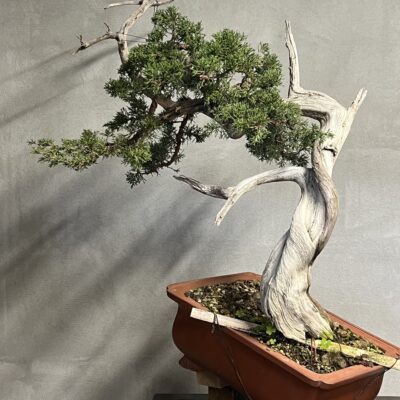 Ginepro Itoigawa (sabina innestato Ito)