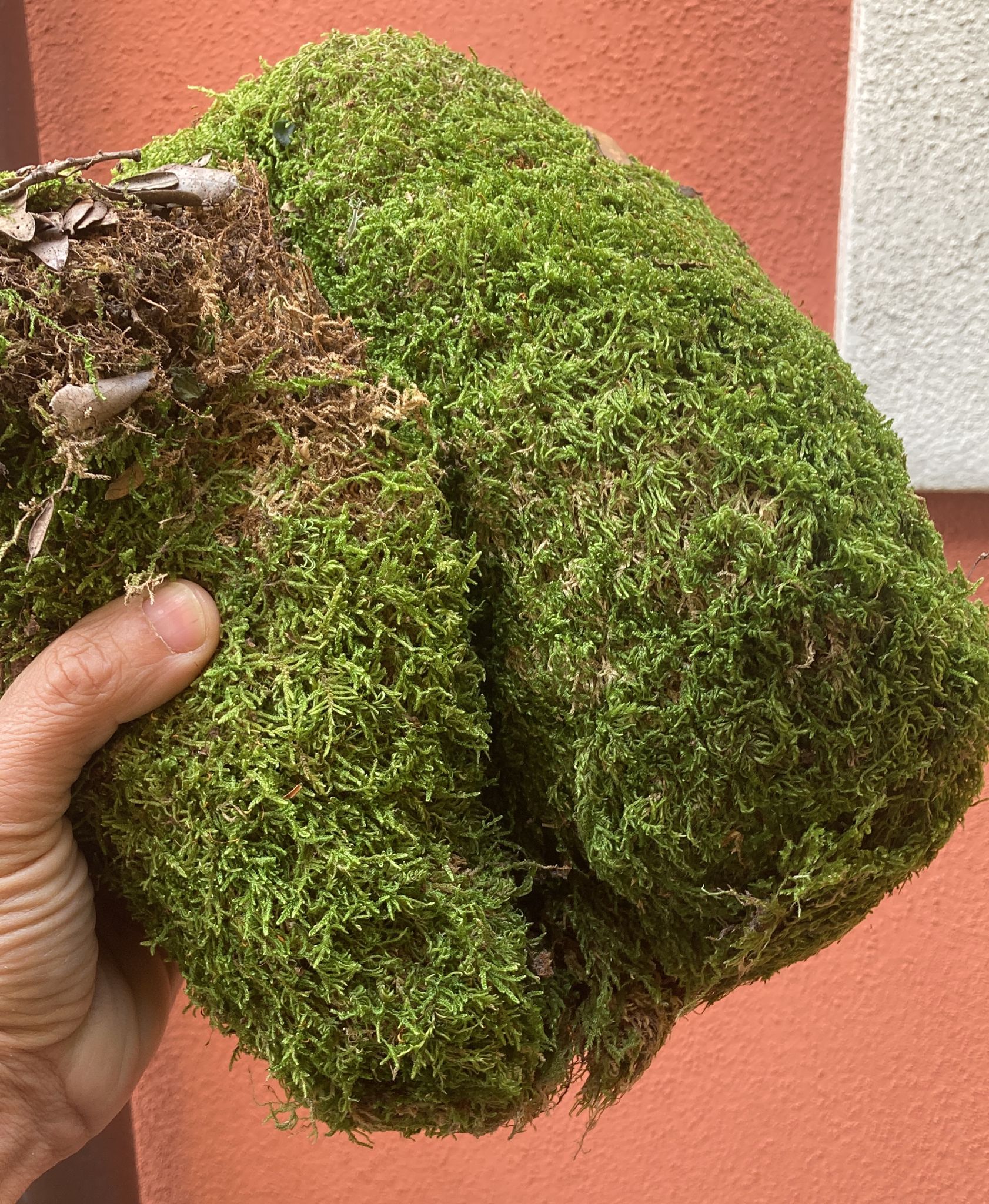 Sfagno Vivo