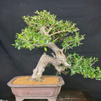 Bonsai di Olivastro yamadori