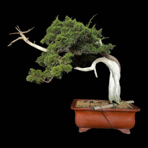 Ginepro Itoigawa (sabina innestato Ito)