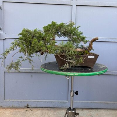 Bonsai di Ginepro Sabina