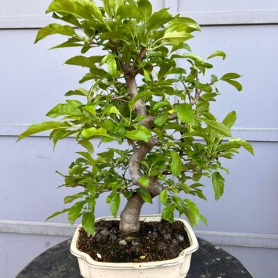 Bonsai di Melo Giapponese