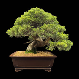 Bonsai di Ginepro Itoigawa