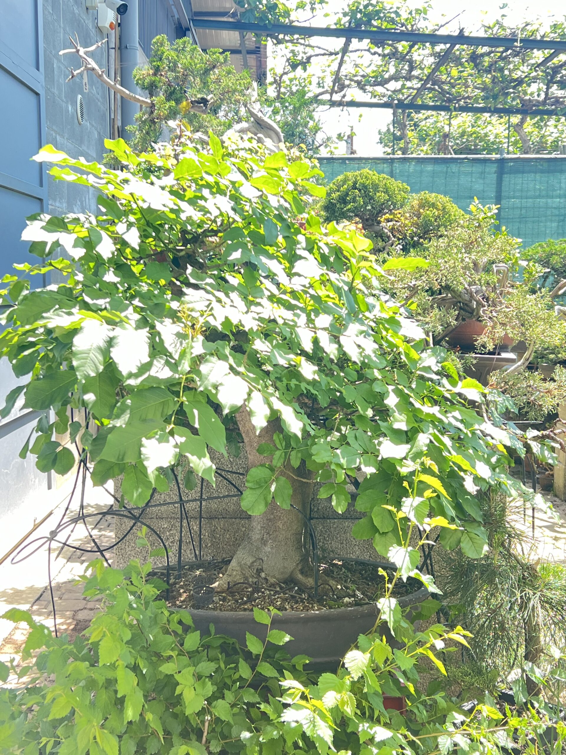 Bonsai di Frassino Maggiore (Fraxinus excelsior L.) - immagine 34