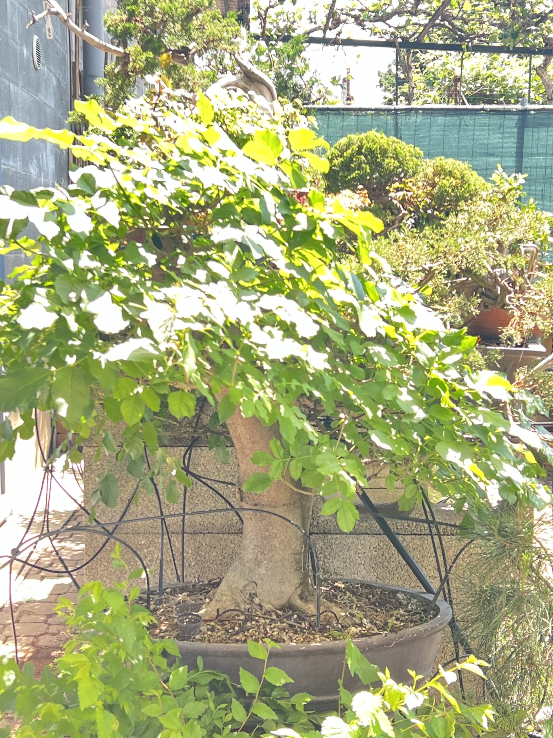 Bonsai di Frassino Maggiore (Fraxinus excelsior L.) - immagine 33