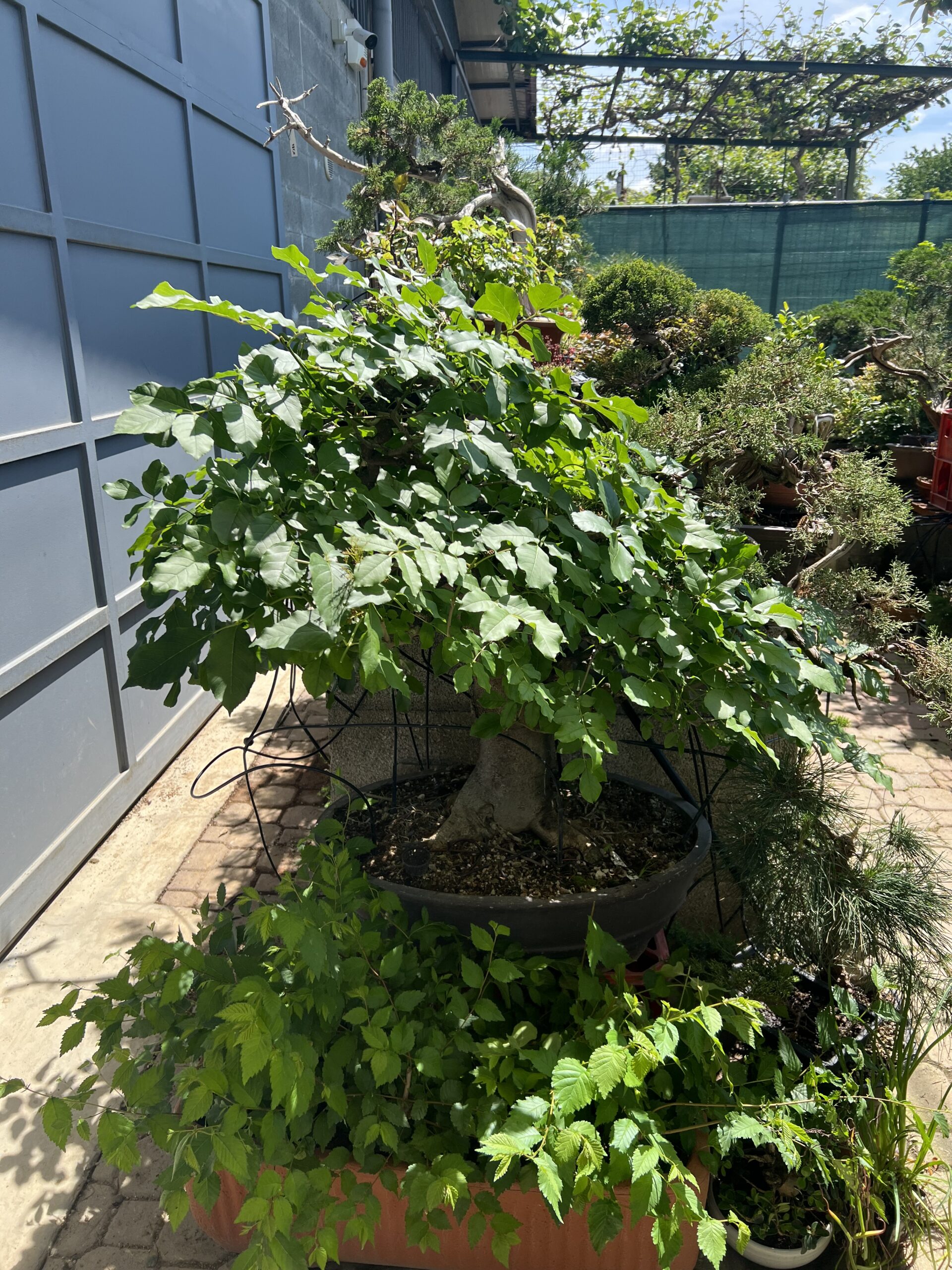 Bonsai di Frassino Maggiore (Fraxinus excelsior L.) - immagine 32
