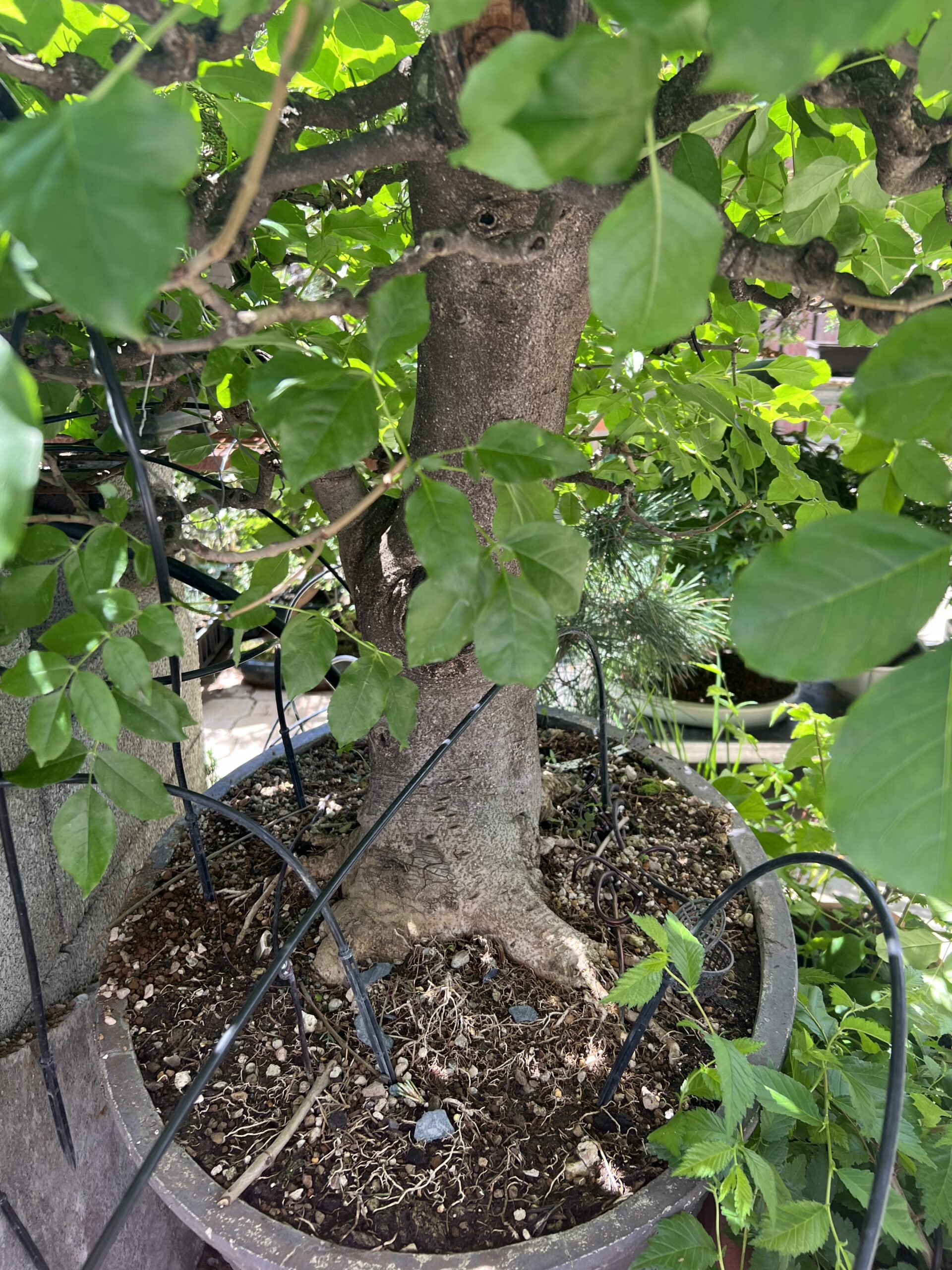 Bonsai di Frassino Maggiore (Fraxinus excelsior L.) - immagine 31