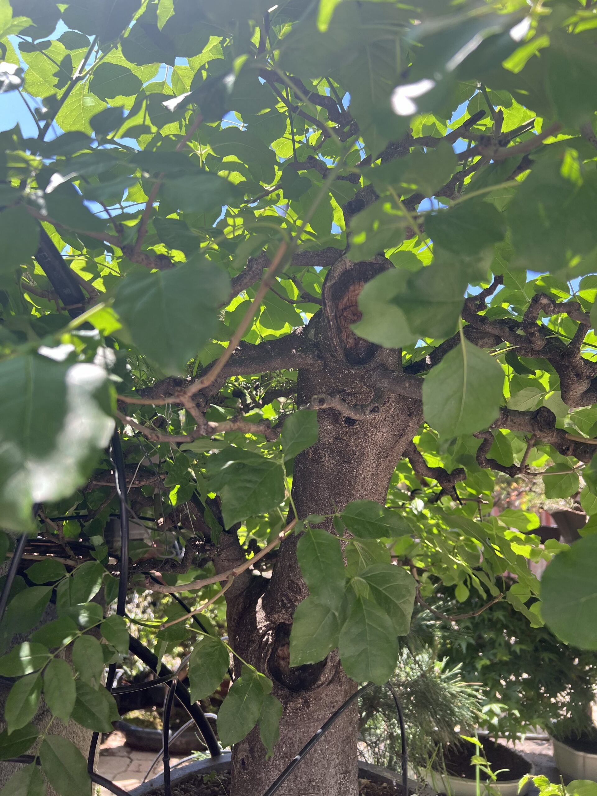 Bonsai di Frassino Maggiore (Fraxinus excelsior L.) - immagine 30