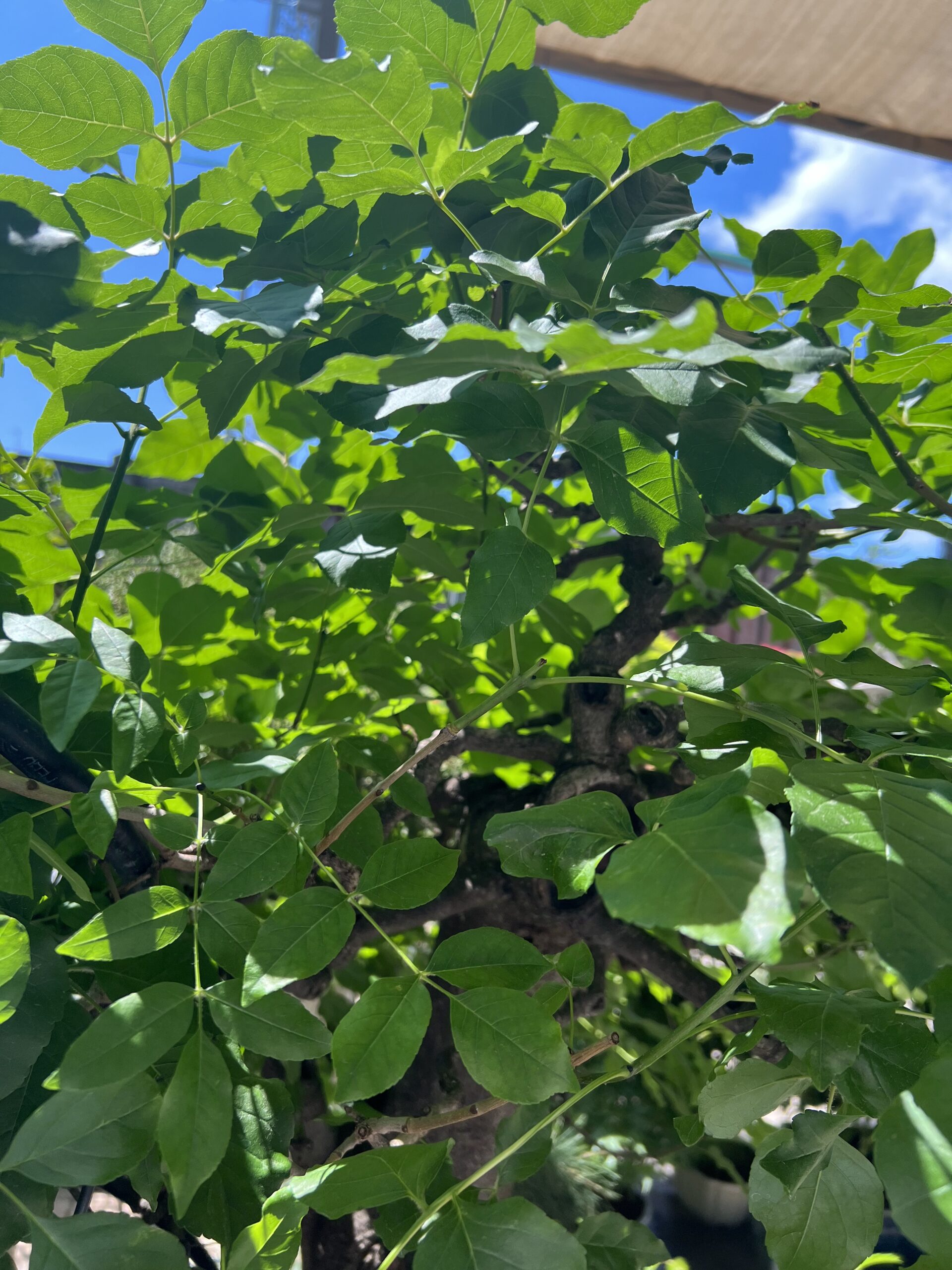 Bonsai di Frassino Maggiore (Fraxinus excelsior L.) - immagine 29