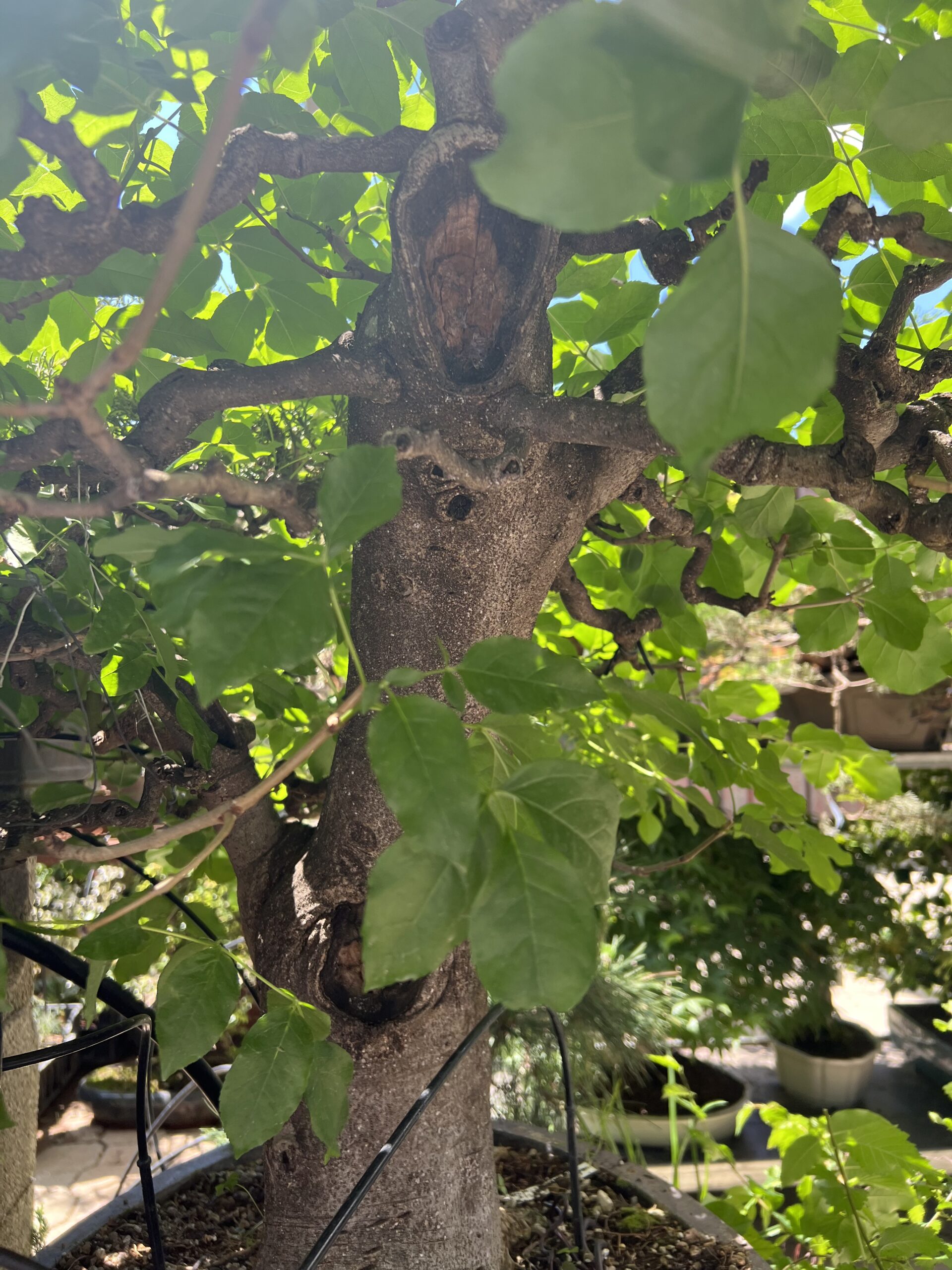 Bonsai di Frassino Maggiore (Fraxinus excelsior L.) - immagine 28