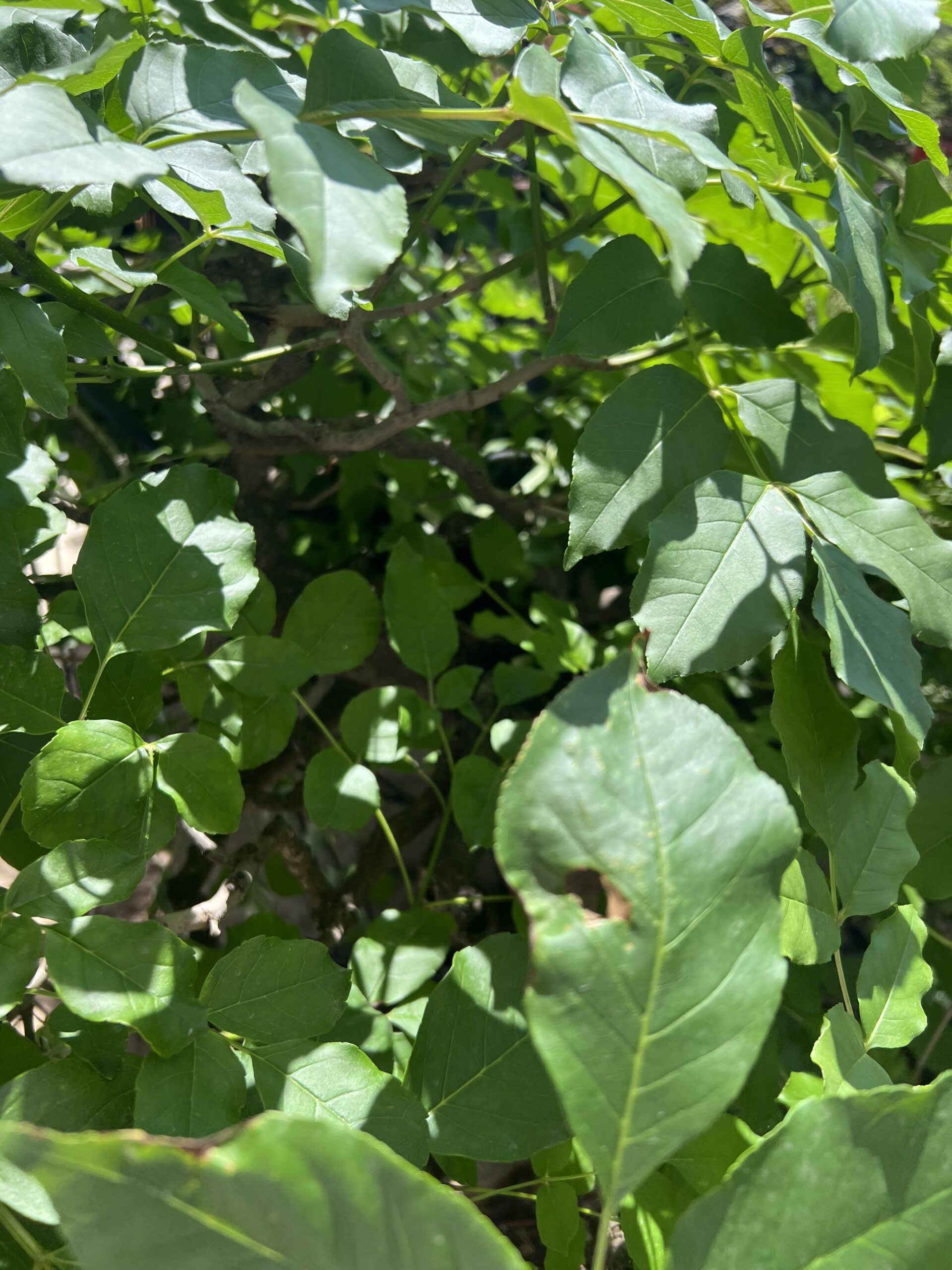 Bonsai di Frassino Maggiore (Fraxinus excelsior L.) - immagine 27
