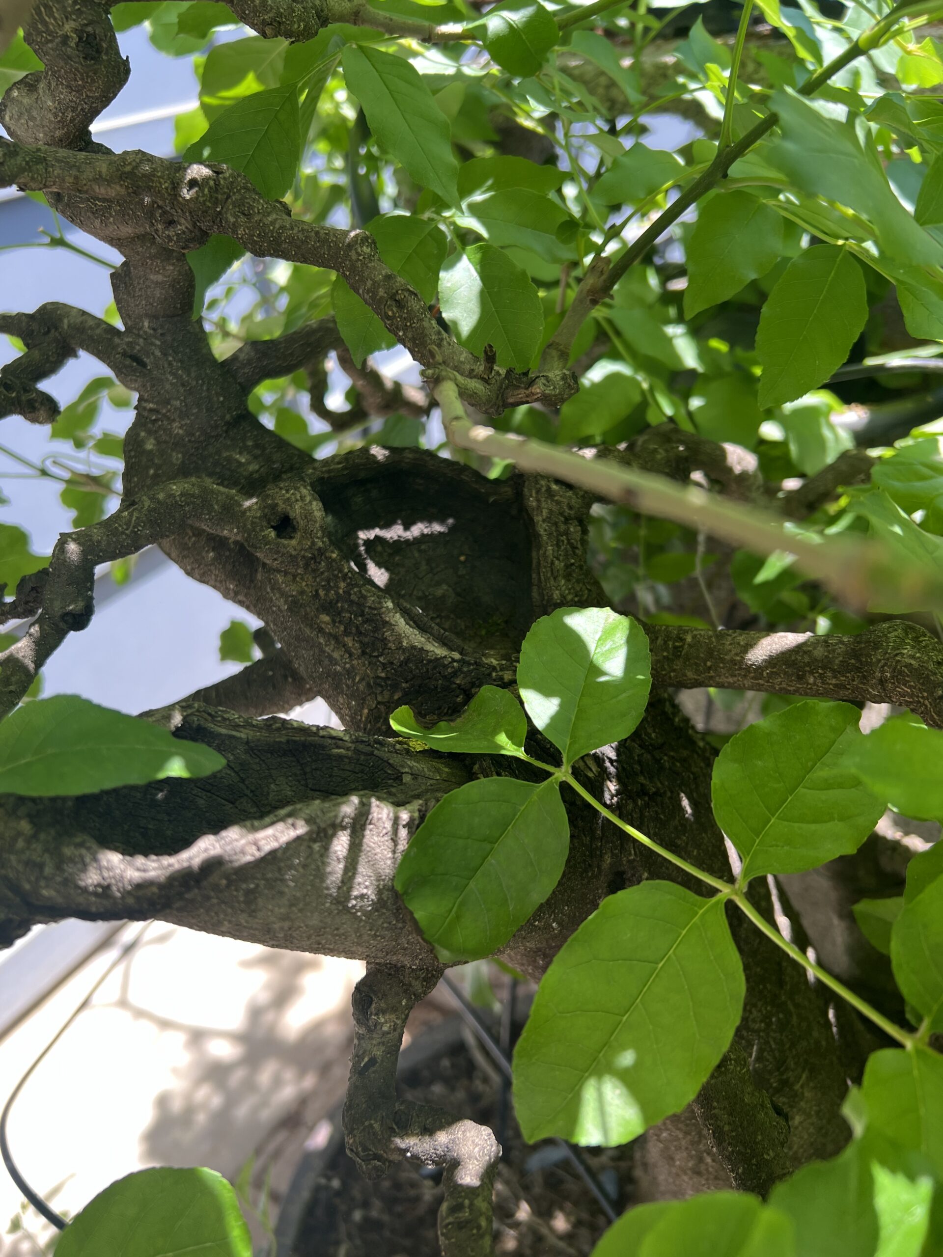 Bonsai di Frassino Maggiore (Fraxinus excelsior L.) - immagine 26