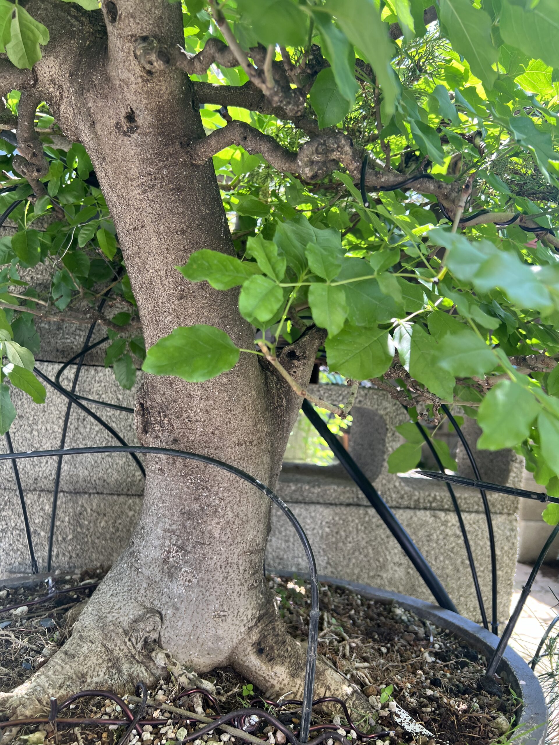 Bonsai di Frassino Maggiore (Fraxinus excelsior L.) - immagine 25