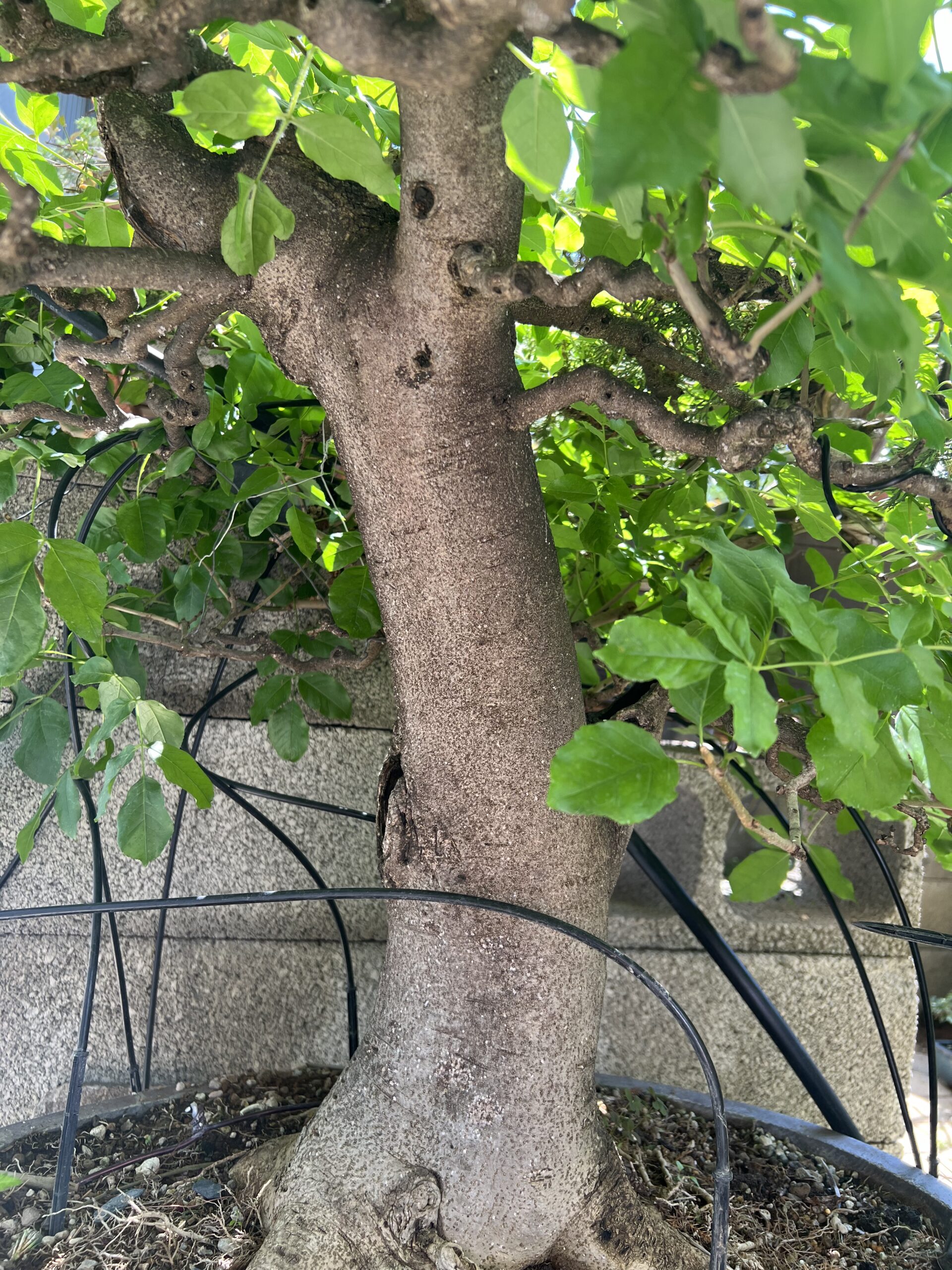Bonsai di Frassino Maggiore (Fraxinus excelsior L.) - immagine 24