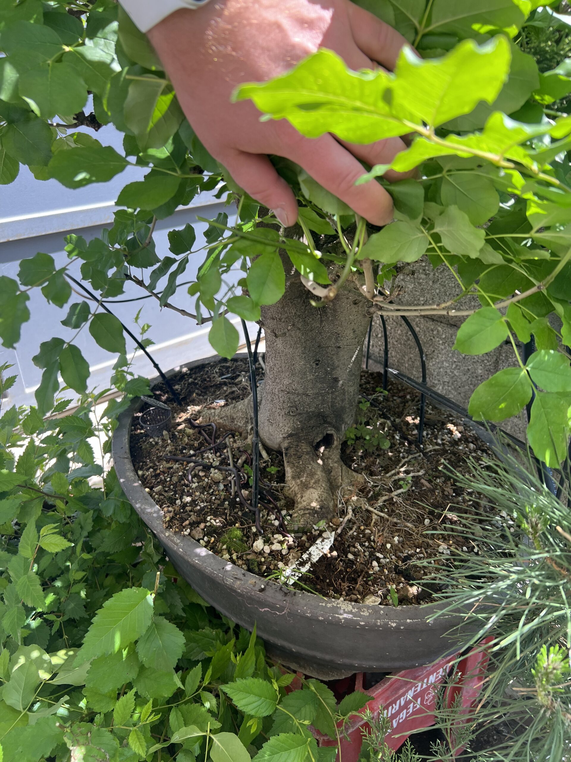 Bonsai di Frassino Maggiore (Fraxinus excelsior L.) - immagine 23
