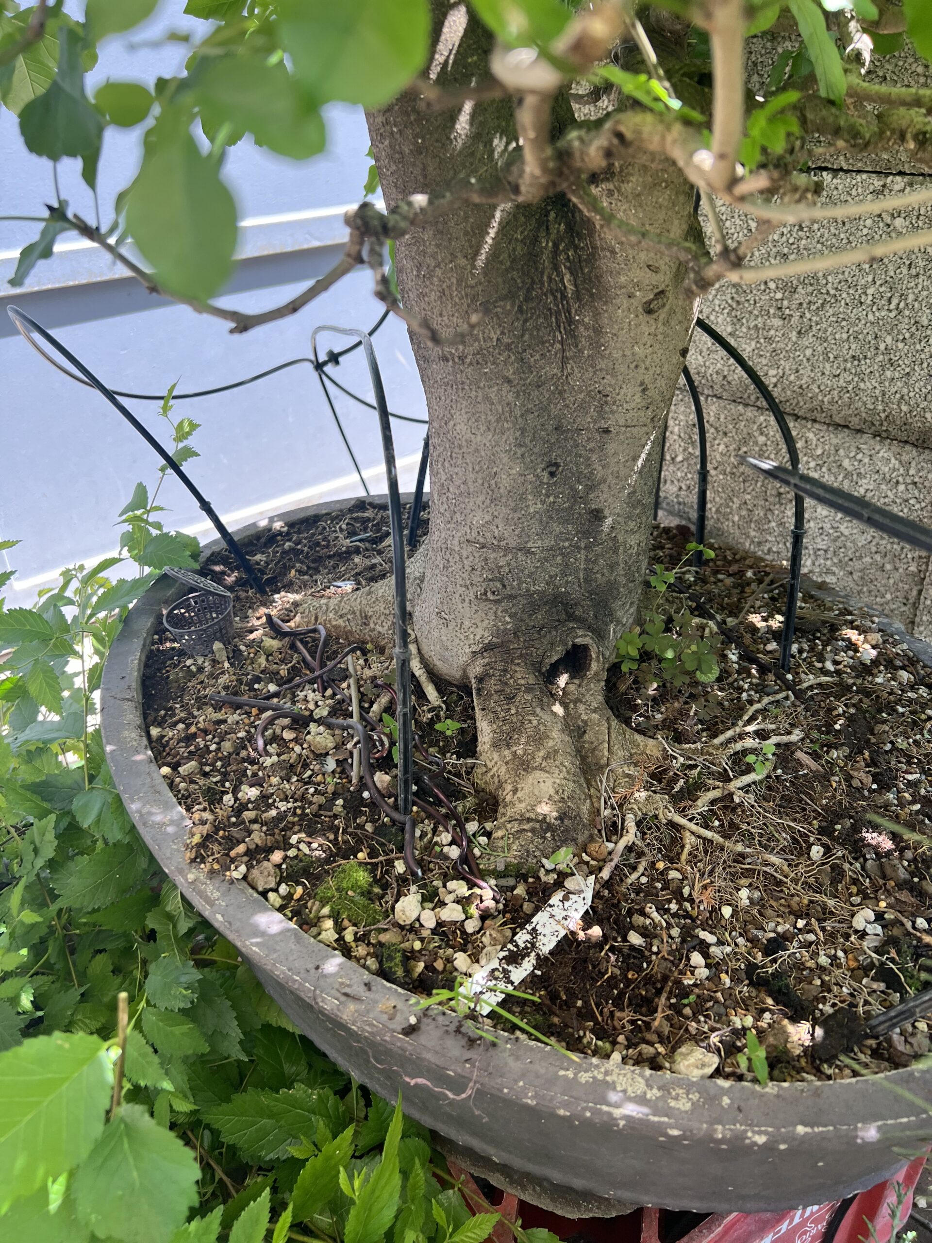 Bonsai di Frassino Maggiore (Fraxinus excelsior L.) - immagine 22