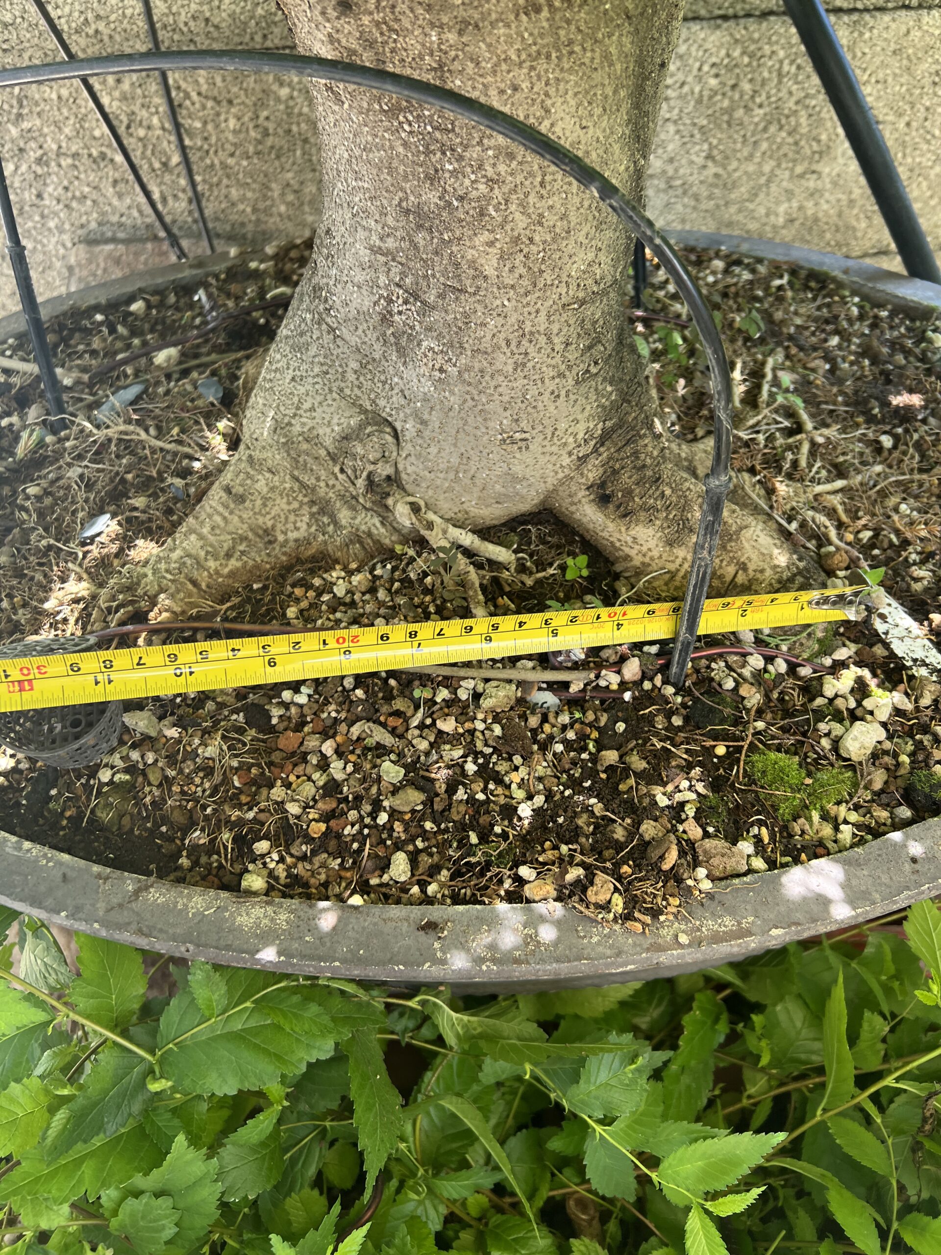 Bonsai di Frassino Maggiore (Fraxinus excelsior L.) - immagine 21