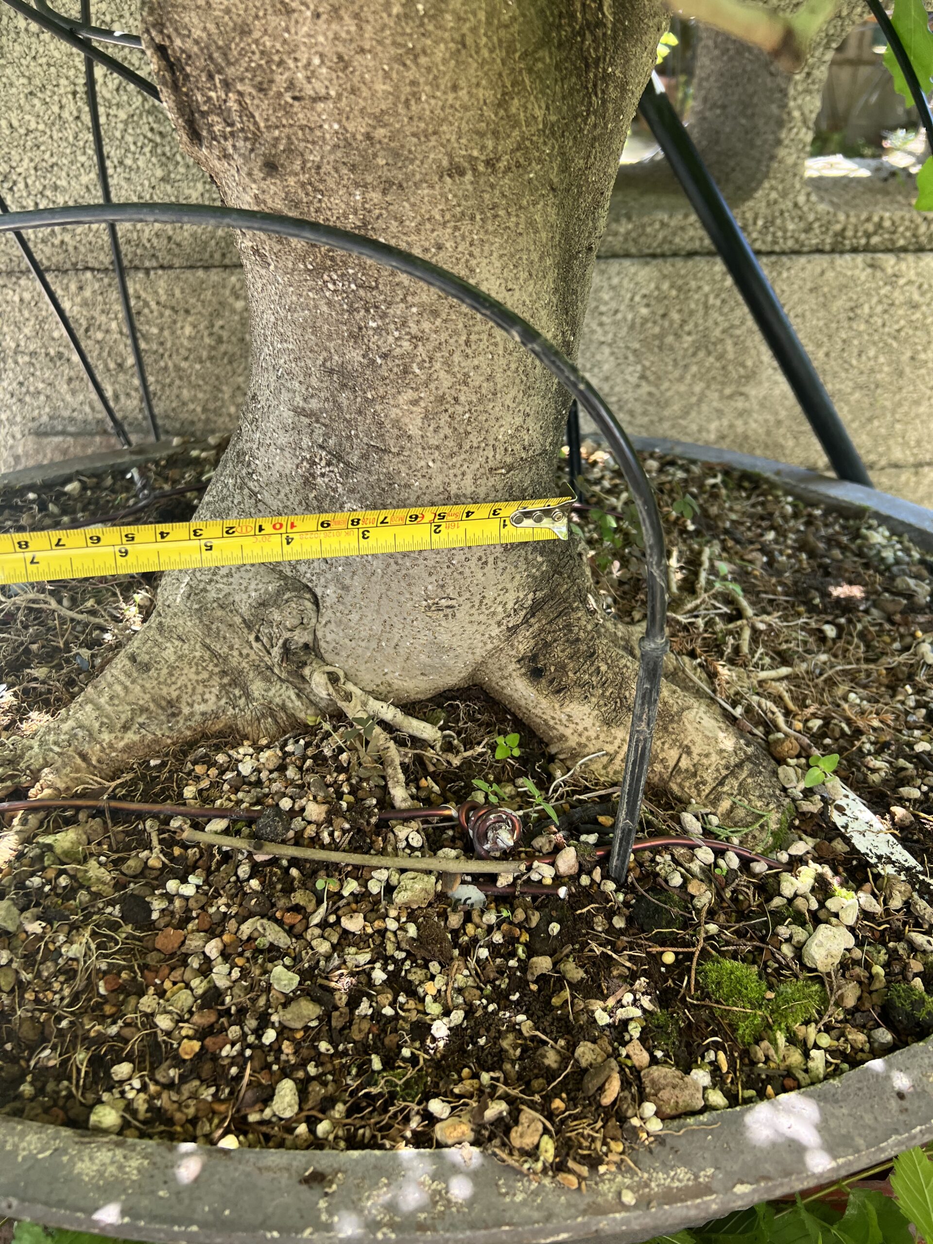 Bonsai di Frassino Maggiore (Fraxinus excelsior L.) - immagine 20