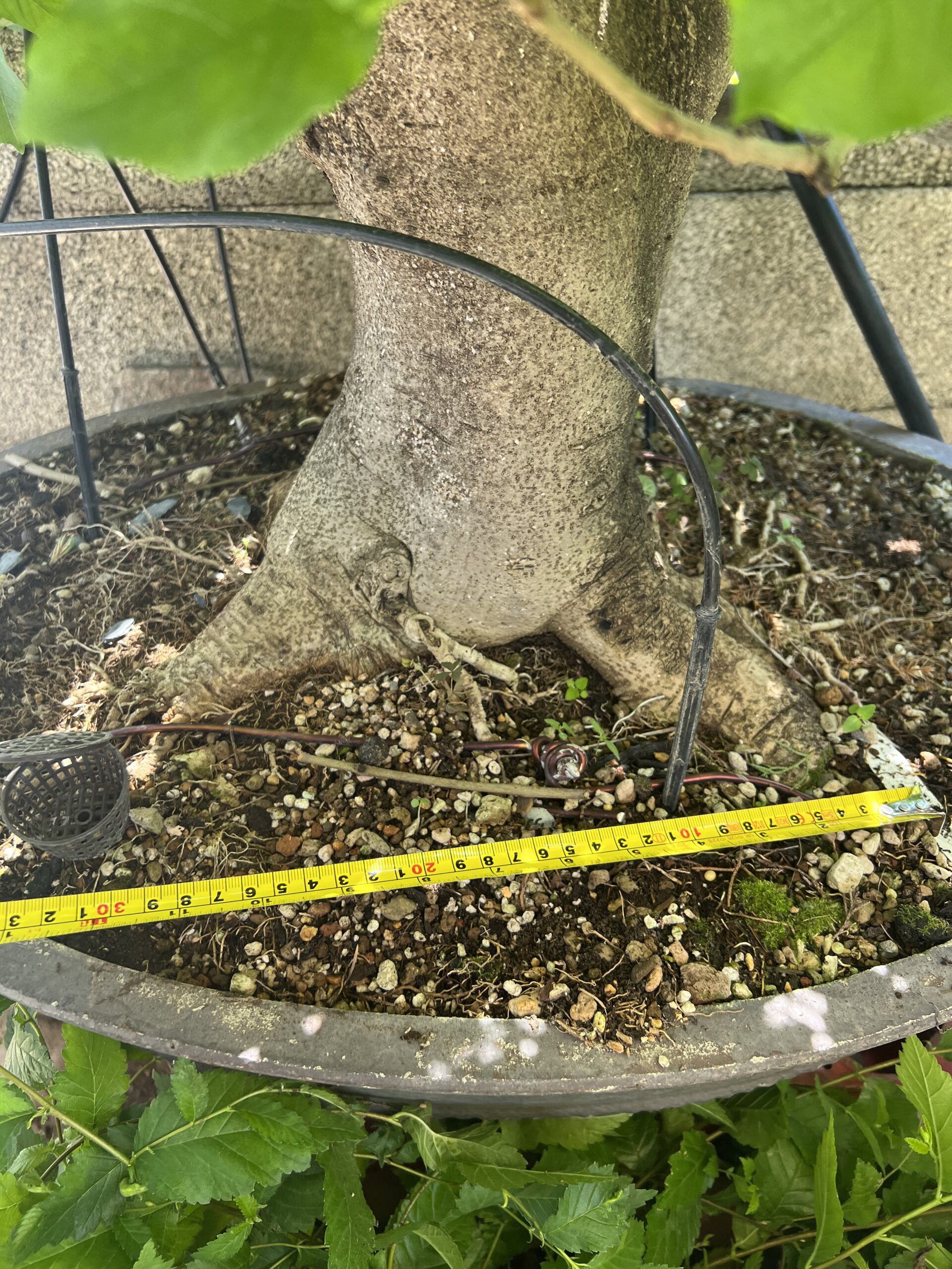 Bonsai di Frassino Maggiore (Fraxinus excelsior L.) - immagine 19