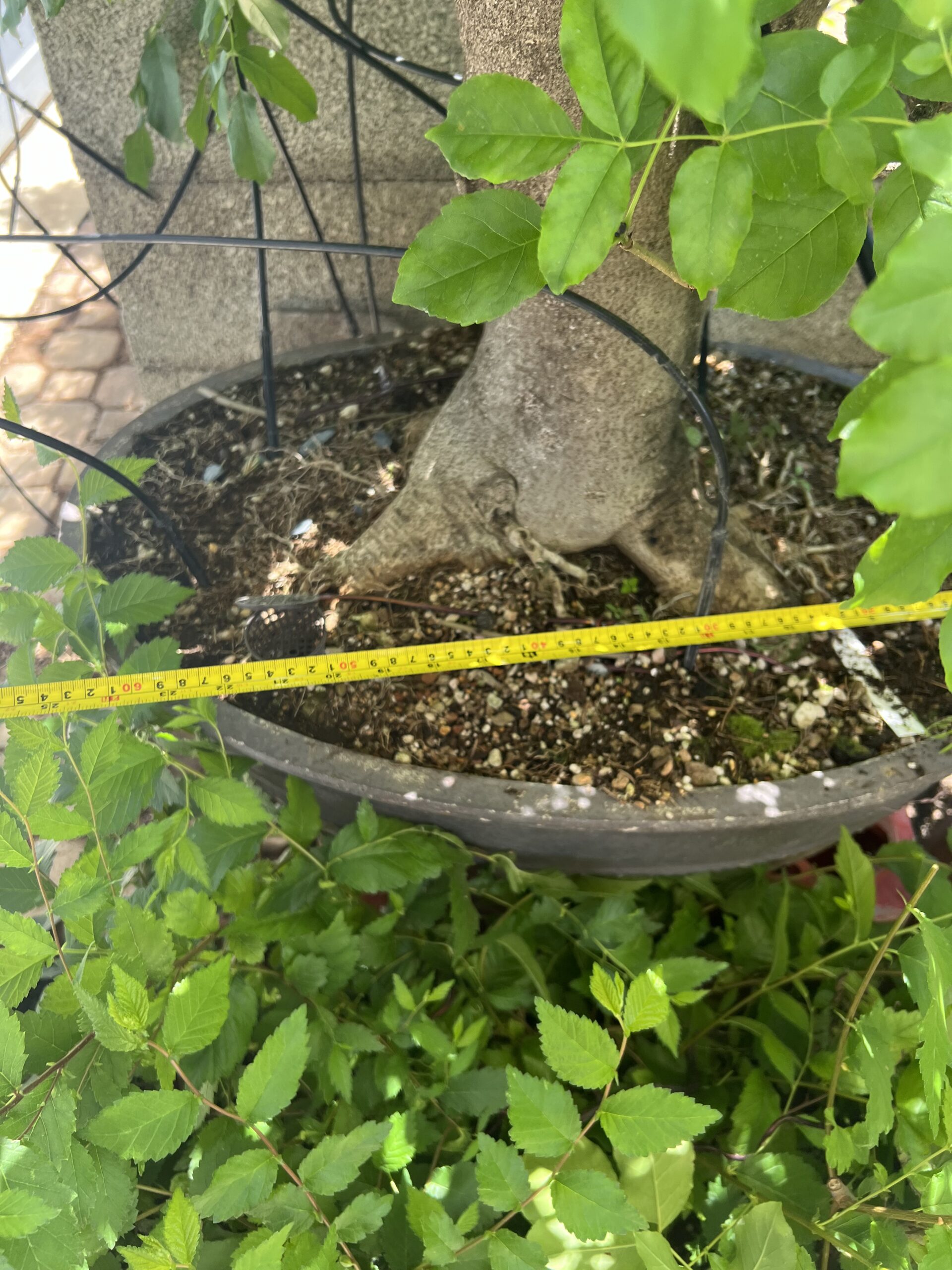 Bonsai di Frassino Maggiore (Fraxinus excelsior L.) - immagine 18