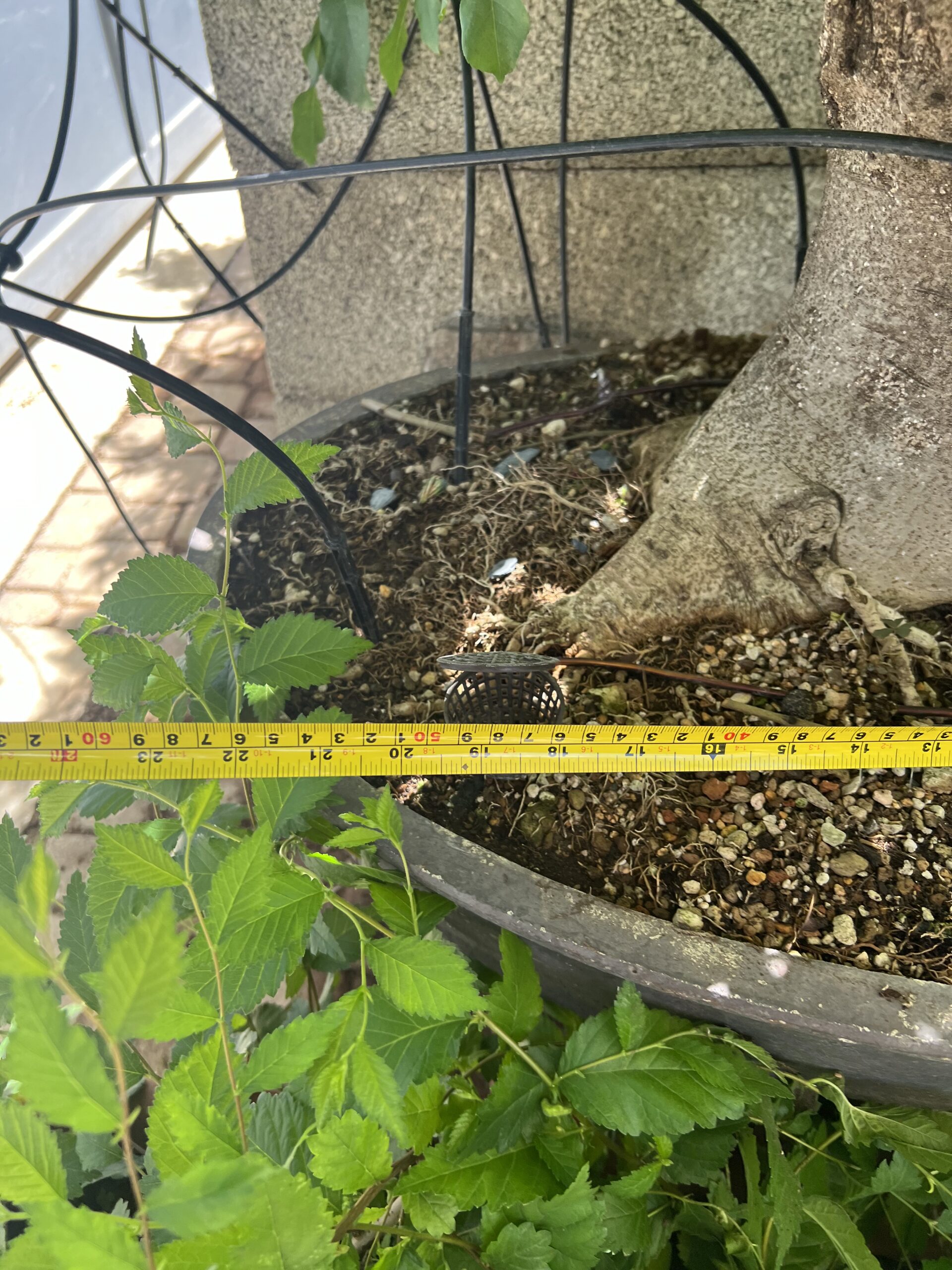 Bonsai di Frassino Maggiore (Fraxinus excelsior L.) - immagine 17