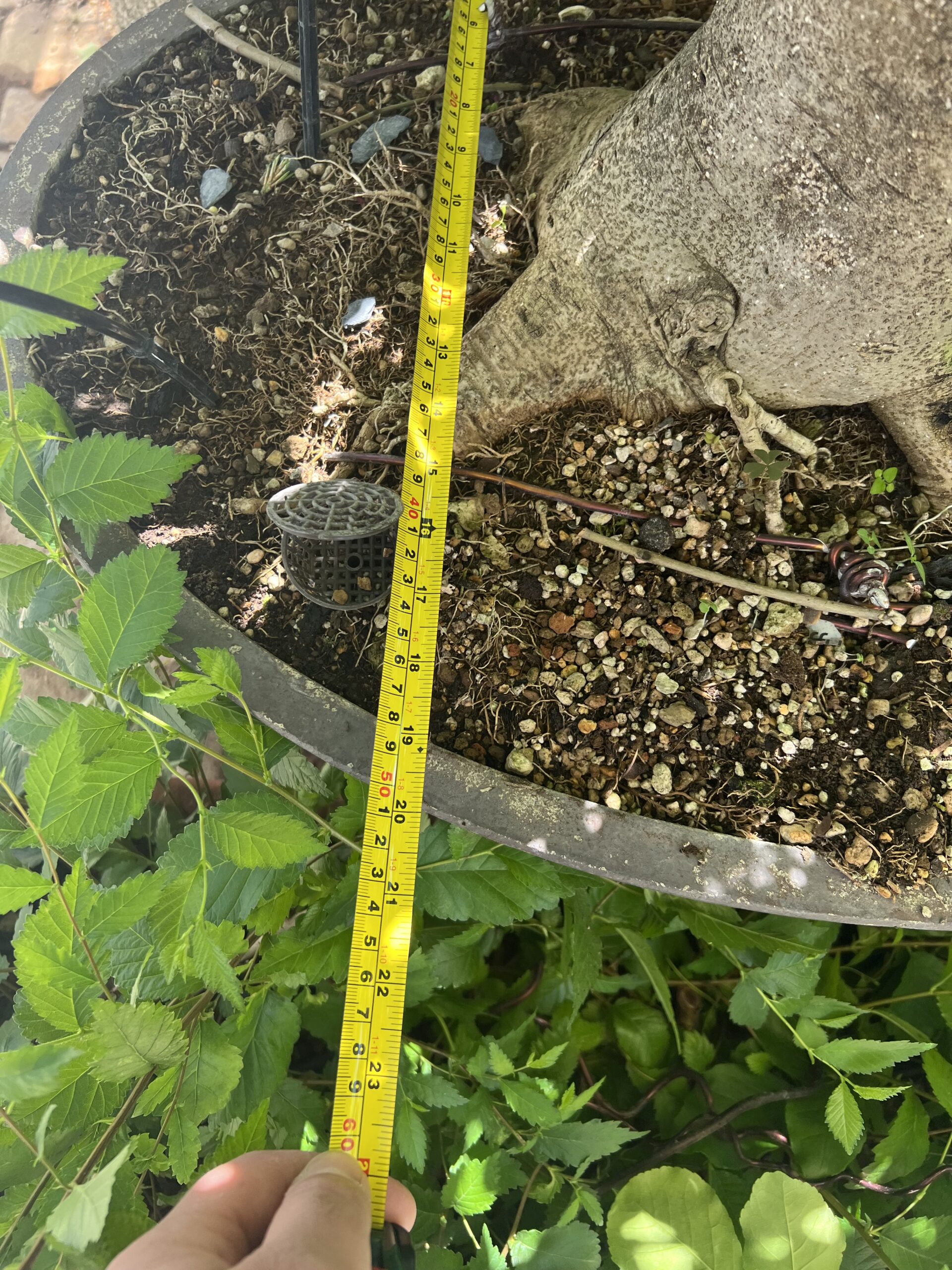 Bonsai di Frassino Maggiore (Fraxinus excelsior L.) - immagine 16