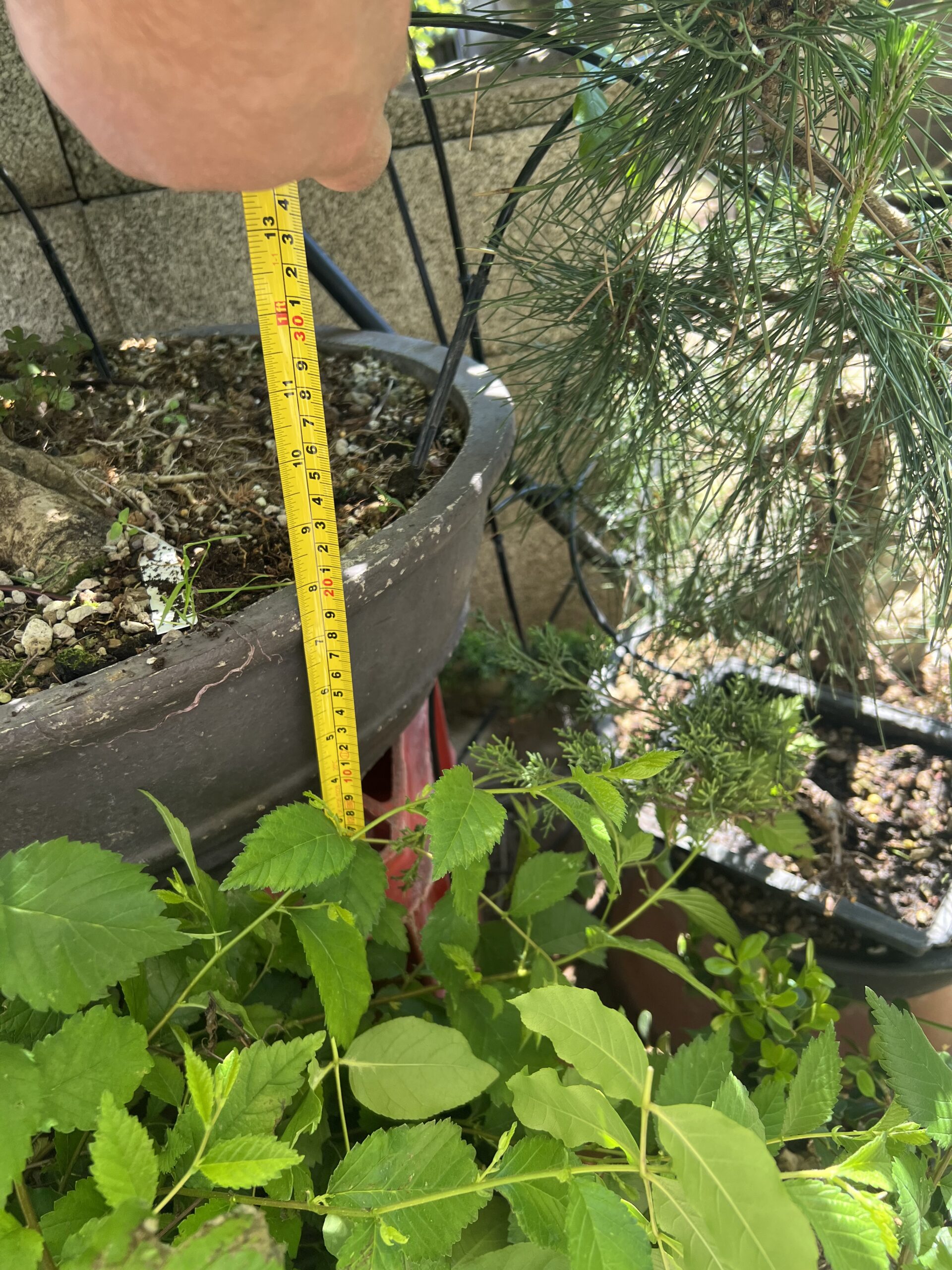 Bonsai di Frassino Maggiore (Fraxinus excelsior L.) - immagine 15