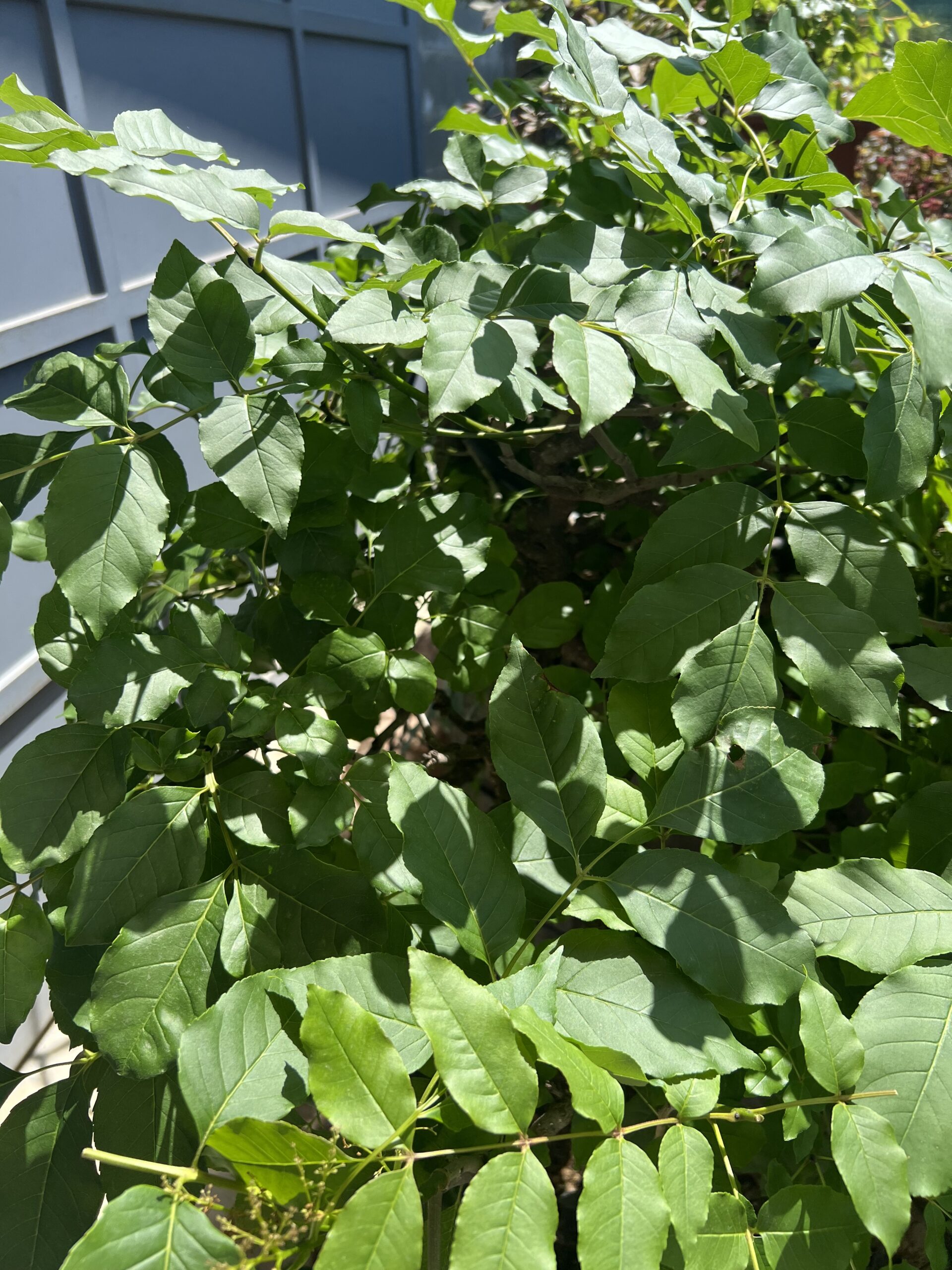 Bonsai di Frassino Maggiore (Fraxinus excelsior L.) - immagine 7