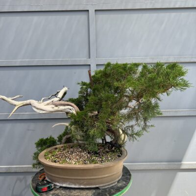 Bonsai di Ginepro Sabina vaso ovale
